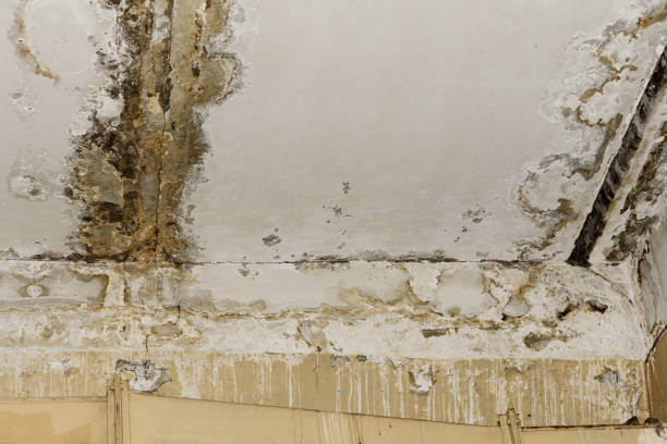 Best Mold Damage Restoration  in Westwood, KS